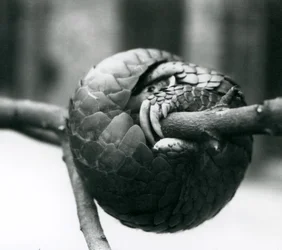 En kritiskt hotad kinesisk Pangolin vilar, ringlad runt en horisontell gren, London Zoo, före 1930
