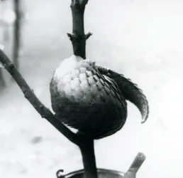 En kritiskt hotad kinesisk pangolin vilar, hoprullad runt en vertikal gren, London Zoo, juli 1925
