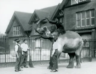 En dekorerad indisk elefant, med tre djurhållare och tränare, utanför Elephant House på London Zoo 1927