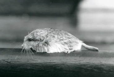 En fettsvansad ökenråtta eller duprasi, London Zoo, juli 1925