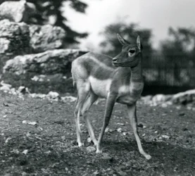 En hona Blackbuck på London Zoo 1924