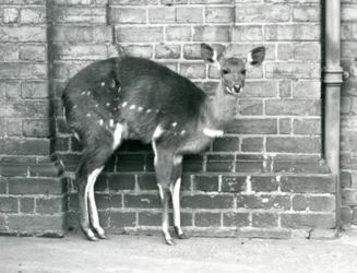 En kvinnlig Cape BushbuckImbabala som står mot en vägg på London Zoo i oktober 1927.