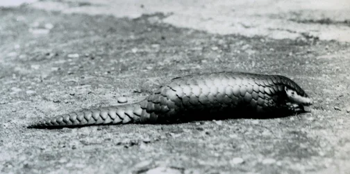En kvinnlig kinesisk pangolin på London Zoo i augusti 1925