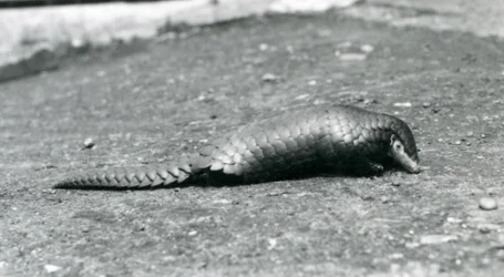 En kvinnlig kinesisk pangolin på London Zoo i augusti 1925