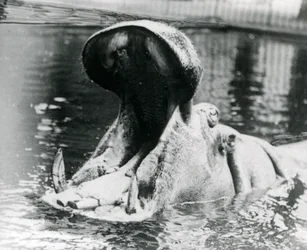 En flodhästhona, "Guy Fawkes", som gapar i en bassäng på London Zoo omkring 1900. "Guy Fawkes" föddes av sin mor "Adhela" den 5 november 1872.