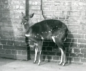En kvinnlig ImbabalaCape Bushbuck som står mot en vägg på London Zoo, 6 oktober 1927