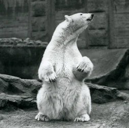 En isbjörnshona sitter på huk på Mappin-terrasserna på London Zoo i september 1928