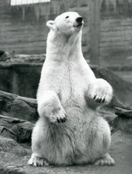En isbjörnshona sitter på huk på Mappin-terrasserna på London Zoo i september 1928