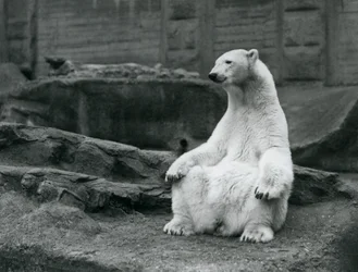 En isbjörnshona sitter på huk på Mappin-terrasserna på London Zoo i september 1928