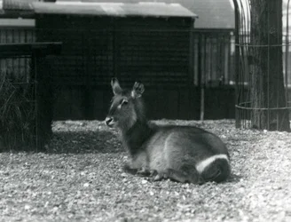 En vattenbock hona, Kobus ellipsiprymnus, sitter i sitt inhägnad på London Zoo, juni 1924