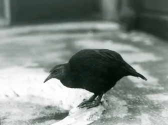 En flyglös WekaMaori-höna Woodhen på London Zoo 1927