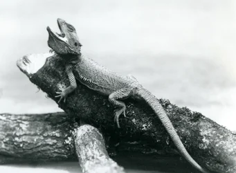 En gapande skäggdrake som håller i en stock, London Zoo, augusti 1928 (s/v foto)