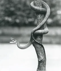 En gapande texansk råttsnok ringlad kring en lodrät gren i London Zoo i augusti 1928