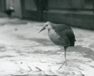 En gråhalsad träskena eller gråhöljd träskena (Aramides cajaneus) som står på ett ben på London Zoo i september 1927