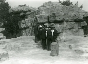 En grupp djurhållare som packar upp heliga babianer bland klipporna på "Monkey Hill", London Zoo
