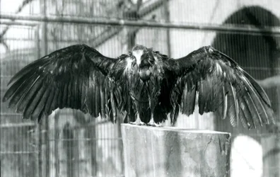 En gam med luva som står på en stock med utsträckta vingar och njuter av en aprildusch på London Zoo, före 1930 (s/v foto)