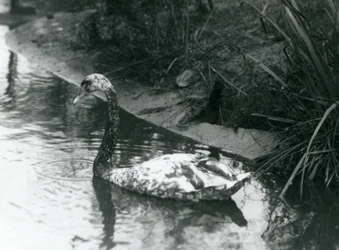 En hybridsvan, knölsvan x svart svan, simmande i en damm på London Zoo 1927