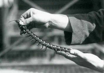 En målvakt som håller en jätte hundrafoting i sina händer, London Zoo, 1927