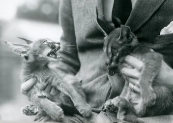 En djurhållare som håller ett par Caracal-kattungar i sitt knä, London Zoo, 1924