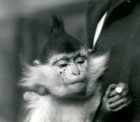 En djurskötare håller Freckles, en svarttofsad eller kongomangabey, London Zoo, 1924