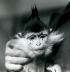 En djurskötare håller Freckles, en svarttofsad eller kongomangabey, London Zoo, 1924