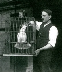 En djurskötare håller en gultofskakadua, Jade, i sin bur på London Zoo i oktober 1924