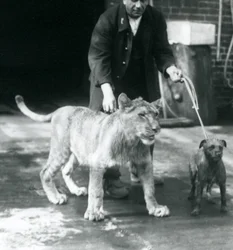 En djurhållare som tar en hund och ett ungt lejon på en promenad, London Zoo, augusti 1925 (s/v foto)