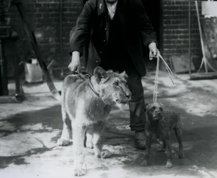 En djurhållare som tar en irländsk terrier och ett ungt lejon på en promenad på ledar, London Zoo, september 1925