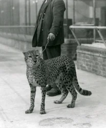 En målvakt med en gepard i ledning, London Zoo