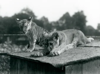 En lejon- och en tigerunge sitter tillsammans på taket av sin håla, London Zoo, september 1925 (s/v foto)