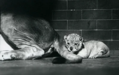 En lejonunge lägger sig bakom sin mors svans, London Zoo, oktober 1925