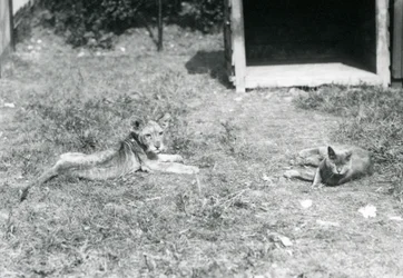 En lejonunge liggande på en gräsmatta, nära en öppen trälåda, med en huskatt, London Zoo, juli 1925