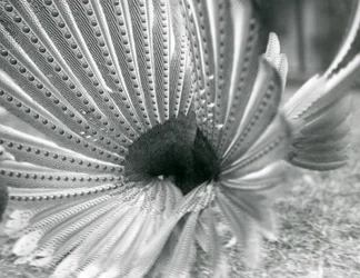 En manlig Argus Pheasant Great Argus uppvaktning, London Zoo, januari 1926