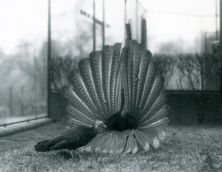 En manlig Argus PheasantGreat Argus frieriuppvisning, med en kvinna stående bredvid honom, London Zoo, januari 1926