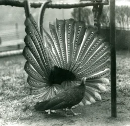 En manlig Argus PheasantGreat Argus frieriuppvisning, med en kvinna stående bredvid honom, London Zoo, januari 1926
