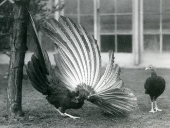 En Argus-fasan hane, eller Great Argus, visar sina ving- och stjärtfjädrar, medan en hona står framför honom, London Zoo, januari 1926