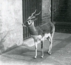 En hanlig blackbuck som står i sin inhägnad på London Zoo i juni 1925