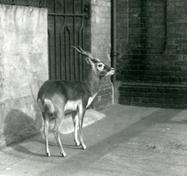 En hanlig blackbuck som står i sin inhägnad på London Zoo i juni 1925
