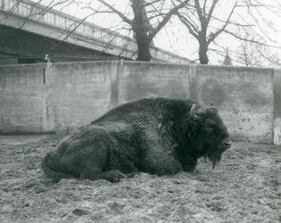 En manlig europeisk bison liggande på gräset i sin hage, London Zoo, 1927