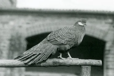 En hanne av grå påfågelfasan på sin sittpinne på London Zoo år 1931