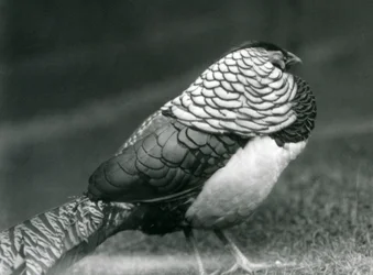 En manlig Lady Amhersts fasan, stående på gräs, London Zoo