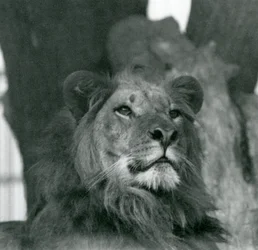 Ett lejonhane på London Zoo 1929 (s/v foto)