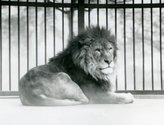 En lejonhane vilar i sitt inhägnad på London Zoo i mars 1925 (s/v foto)