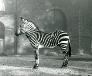 En manlig Mountain Zebra x Hartmanns Mountain Zebra som står i sin hage på London Zoo i september 1927