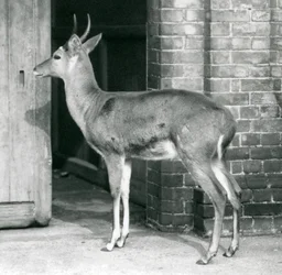 En hane från Southern Common Reedbuck eller Reitbok som står vid dörren till antilophuset, London Zoo, 6 oktober 1927