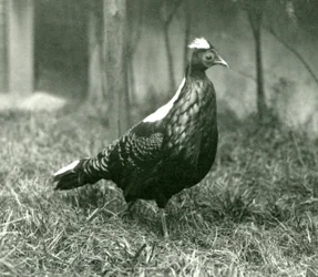 En Swinhoes-fasan hane på London Zoo, september 1923