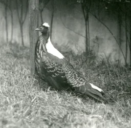 En Swinhoes-fasan hane på London Zoo, september 1923
