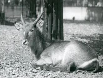 En vattenbock hane, Kobus ellipsiprymnus, sitter i sitt inhägnad på London Zoo, 1920-talet