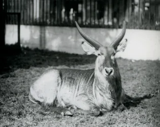 En vattenbock hane liggande på gräset i sin hage på London Zoo 1928 (s/v foto)