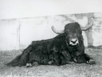 En jakhane som ligger i sitt inhägnad på London Zoo 1928 (s/v foto)